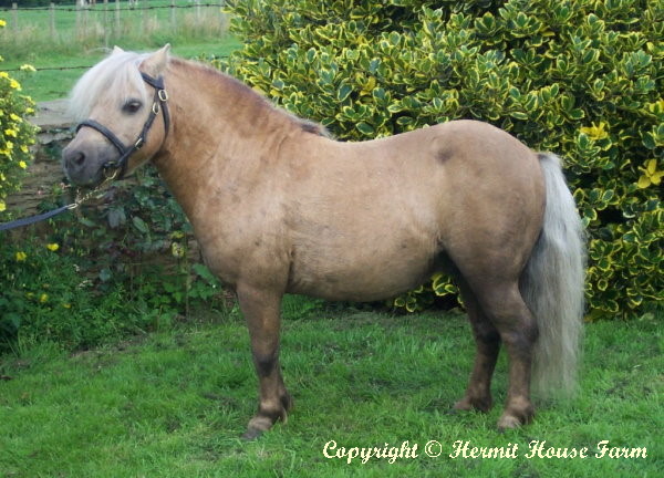 castlebrook tom thumb